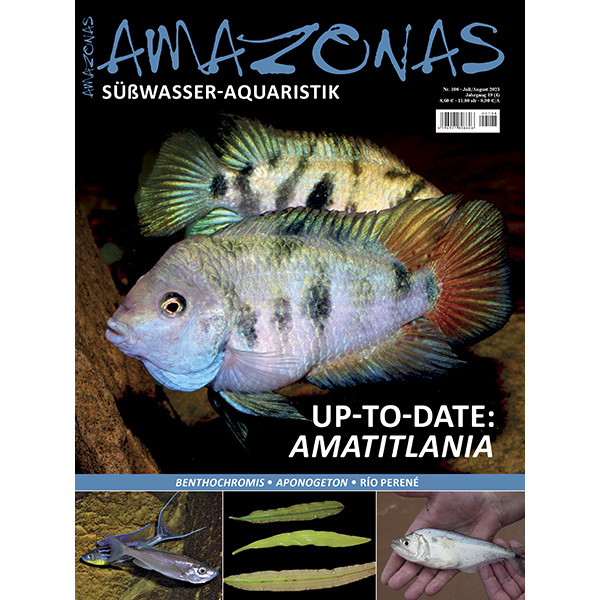 Amazonas 108 - Up-to-date Amatitlania