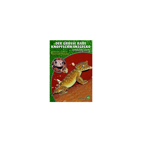 Der Grosse Raue Knopfschwanzgecko