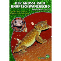 Der Grosse Raue Knopfschwanzgecko
