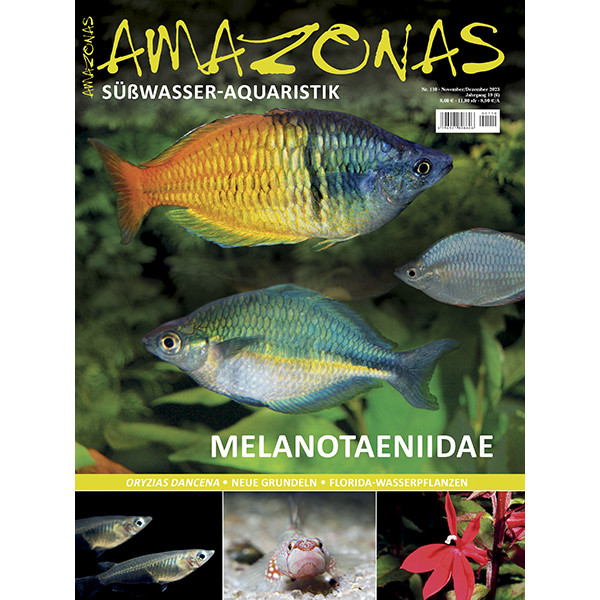 Amazonas 110 – Melanotaeniidae