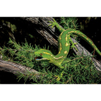 Naultinus - Naultinus elegans und Naultinus grayii