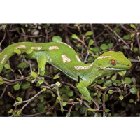 Naultinus - Naultinus elegans und Naultinus grayii