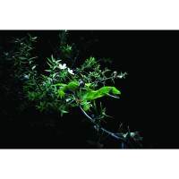 Naultinus - Naultinus elegans und Naultinus grayii