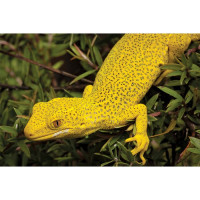 Naultinus - Naultinus elegans und Naultinus grayii