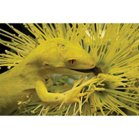 Naultinus - Naultinus elegans und Naultinus grayii
