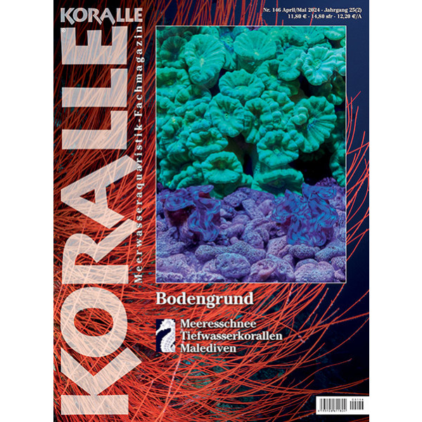 KORALLE 146 - Bodengrund (April/Mai 2024)